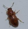 Corticarina sp.